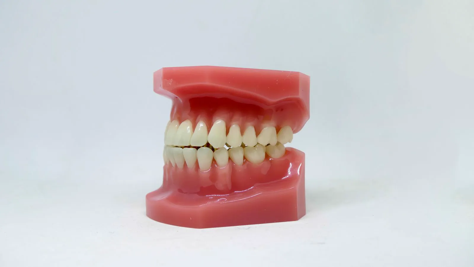 Modèle de dents et de gencives illustrant les soins des gencives
